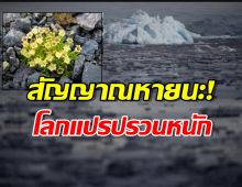 ดอกไม้บาน ใน แอนตาร์กติกา หรือนี่คือ สัญญาณหายนะโลก!