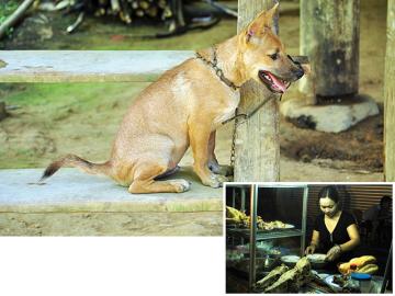 สลดชะตากรรมสุนัข เหยื่อจานเด็ดในเวียดนาม