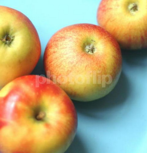 กิน แอปเปิ้ล ทุกวันลดน้ำตาลในเลือด-ความอยากอาหารได้  