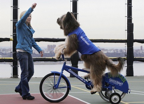 ทึ่ง!สุนัขโชว์ปั่นจักรยาน-ขี่สกูตเตอร์