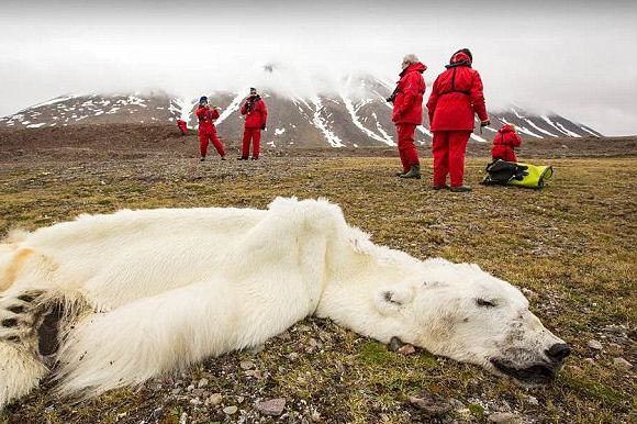 โลกร้อนหนักหมีขาวอดตาย 