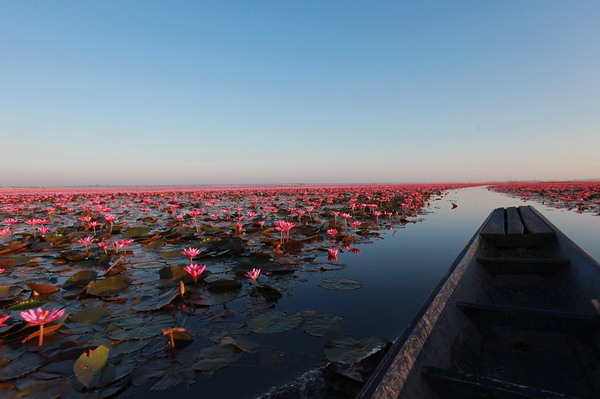 ทะเลบัวแดง หนองหานกุมภวาปี