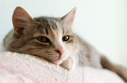 30 เรื่องน่ารู้เกี่ยวกับแมว ที่คุณยังไม่รู้? 