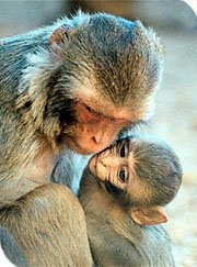 ลิงทะโมน- เรื่องจริงของ พงษ์เทพ กระโดนชำนาญ