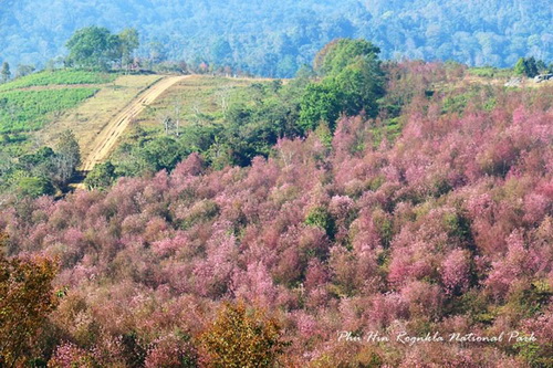 8 สิ่ง 8 สี สวยมหัศจรรย์ในไทย สีสันตระการตา