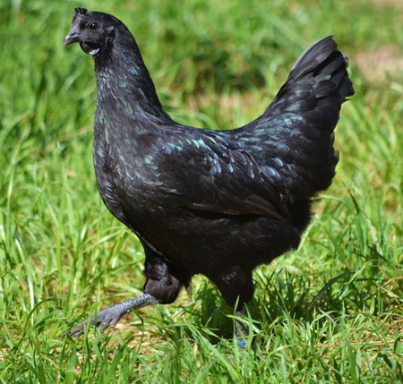 Ayam Cemani ไก่พันธุ์พื้นเมืองหายากในอินโดนีเซีย