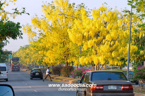 เส้นทางดอกไม้ :ดอกคูณเส้นสนามบินขอนแก่น กำลังเหลืองอร่ามวันปีใหม่ไทย 
