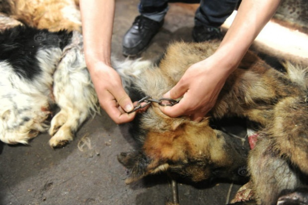 (ชมภาพ18+) จีนบุกทลายโรงเชือด สุนัข ผิดกฎหมายในมณฑลเหอหนาน