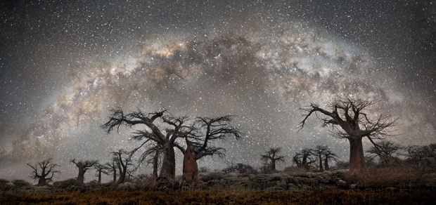 นี่คือสุดยอดภาพถ่าย “ต้นไม้” เก่าแก่ ท่ามกลางความเจิดจรัสของแสง “หมู่ดาว”!