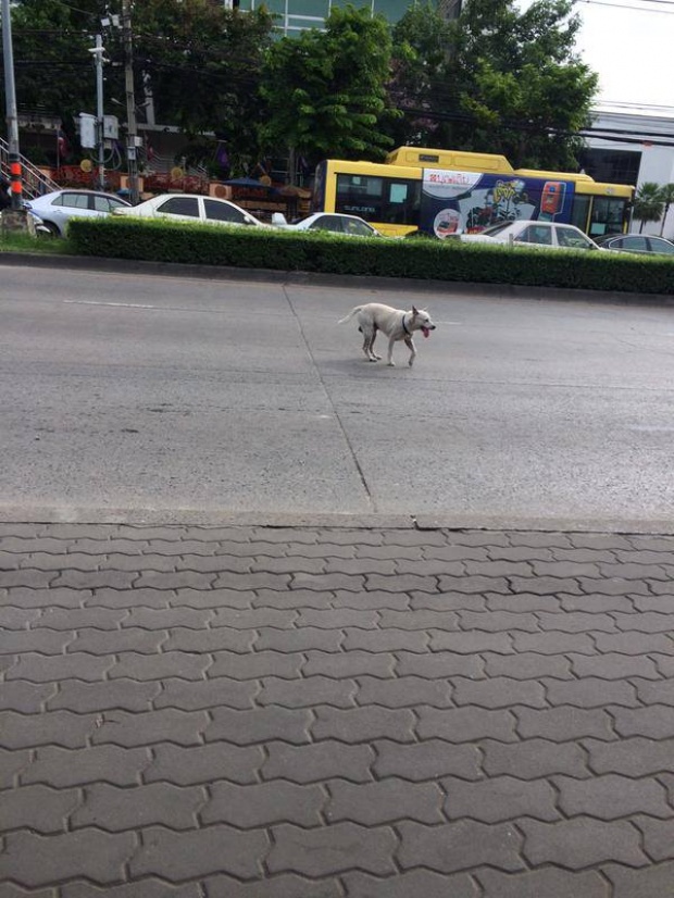 หมาจรจัดจะข้ามถนน แต่ไม่มีรถหยุดให้ และสิ่งที่มันทำ ทำเอาคนถึงกับพูดไม่ออก