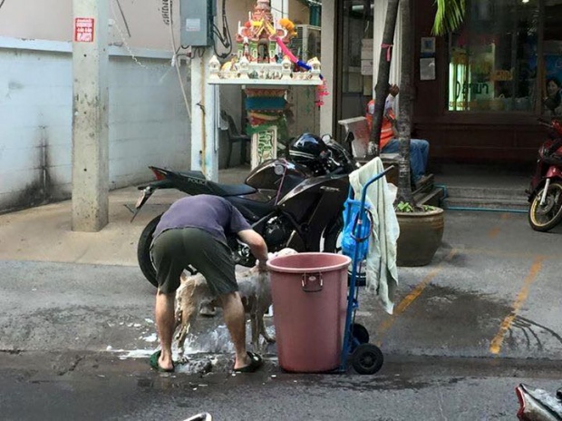 ประทับใจ! เมื่อได้เห็นสิ่งที่ฝรั่งคนนี้ทำกับหมาจรจัดข้างถนน!