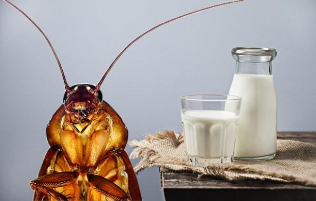 นักวิจัยชี้ นมแมลงสาบ อาจเป็นอาหารเพื่อสุขภาพในอนาคต