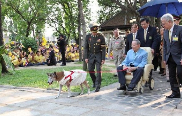 เรื่องเล่าสุดประทับใจ!! ด้วยพระเมตตา “ในหลวง ร.๙” ทรงเผื่อแผ่ไปถึงสัตว์ข้างถนน ที่หลายคนมองข้าม