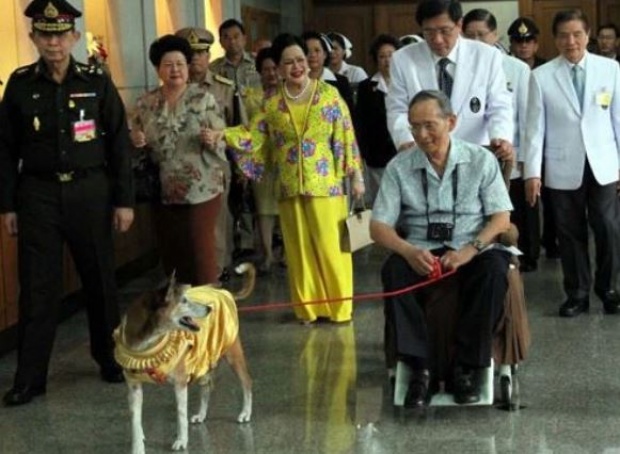 เรื่องเล่าสุดประทับใจ!! ด้วยพระเมตตา “ในหลวง ร.๙” ทรงเผื่อแผ่ไปถึงสัตว์ข้างถนน ที่หลายคนมองข้าม