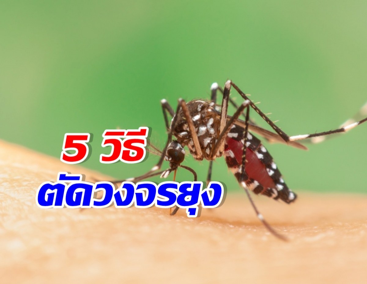 ฝนตกยุงชุก! เปิด 5 วิธี ไล่ยุงร้ายกวนใจช่วงหน้าฝน