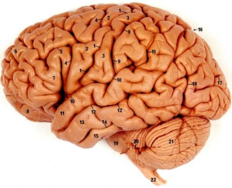 สมองมีสัมผัสที่ 6 ต่อปริมาณแคลอรี 