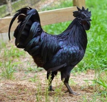 Ayam Cemani ไก่พันธุ์พื้นเมืองหายากในอินโดนีเซีย