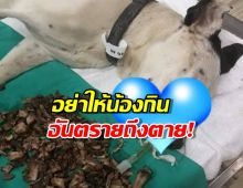 เจ้าของต้องรู้!ให้น้องหมากินอาหารชนิดนี้คือความเชื่อผิดๆ ที่โคตรอันตราย!