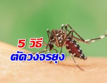 ฝนตกยุงชุก! เปิด 5 วิธี ไล่ยุงร้ายกวนใจช่วงหน้าฝน