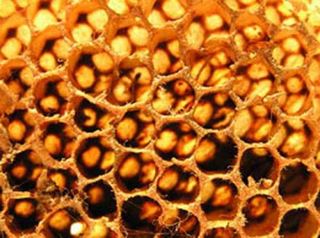 ความมหัศจรรย์ของรังผึ้ง 