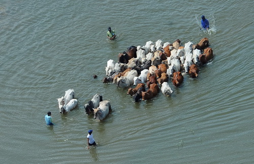 รวมภาพน้ำท่วม ที่ทำให้คุณร้องไห้ได้[2]