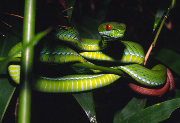 งูเขียวหางไหม้ตาทับทิม (Trimeresurus rubeus)