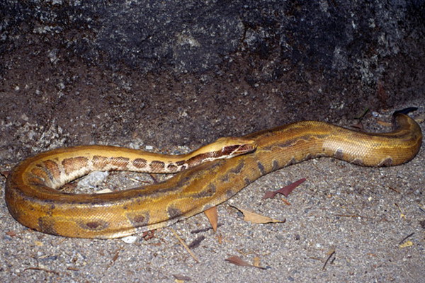 งูเหลือมแคระไจก์ทิโย (Python kyaiktiyo) 