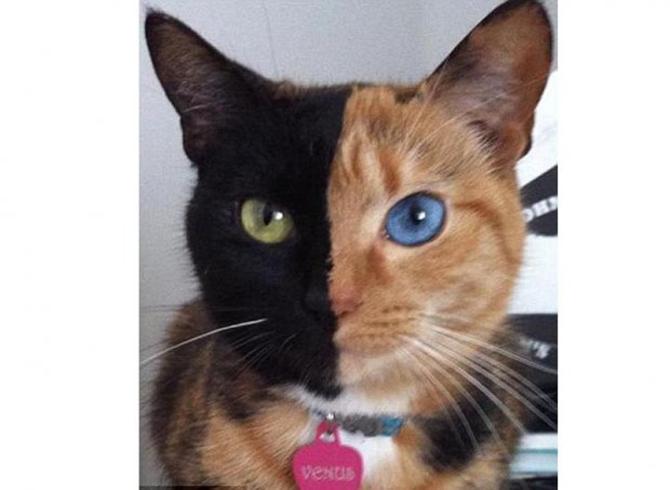วีนัส แมวหน้าแปลก2สี
