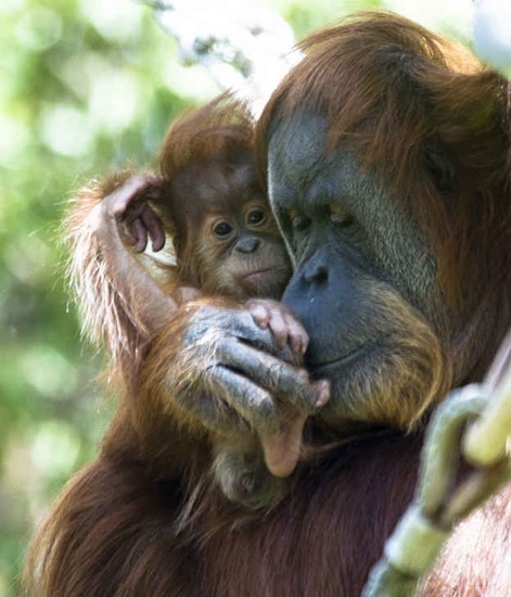 ผมรักแม่ครับ! 19 เรื่องจริงของสัตว์ ที่จะทำให้คุณอยากจะกอดแม่มากยิ่งขึ้น