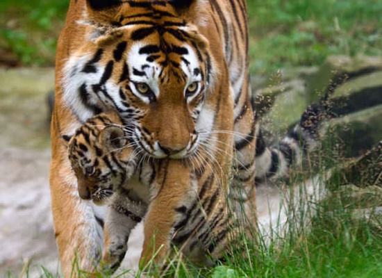 ผมรักแม่ครับ! 19 เรื่องจริงของสัตว์ ที่จะทำให้คุณอยากจะกอดแม่มากยิ่งขึ้น