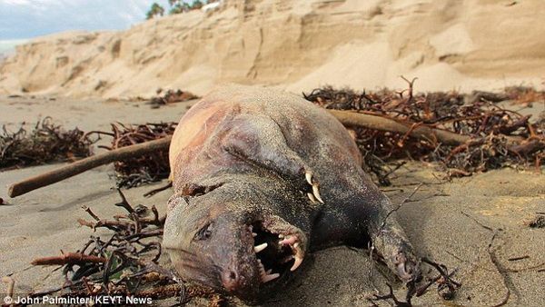 อึ้ง!! หลังพายุถล่ม พบซากสัตว์ประหลาด ริมหาดแคลิฟอร์เนีย