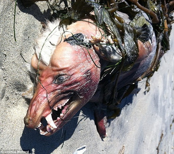 อึ้ง!! หลังพายุถล่ม พบซากสัตว์ประหลาด ริมหาดแคลิฟอร์เนีย