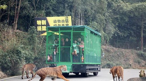คนพวกนี้ยอมจ่ายเงินแพงลิ่วให้สิงโตกับเสือ “ล่า”!! เพราะอะไร? ไปดู