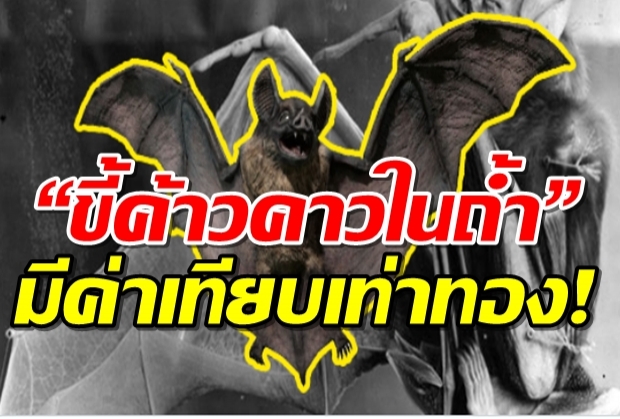 รู้หรือไม่? “ขี้ค้าวคาวในถ้ำ” มีค่าเทียบเท่าทอง! (1,000 ตัน = 100 ล้านบาท)