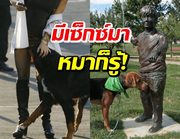 รู้หรือไม่!? ทำไมหมาถึงชอบดมเป้า ชี้ กลิ่นให้ข้อมูลครบ