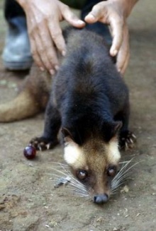 Kopi Luwak หรือ กาแฟขี้ชะมด