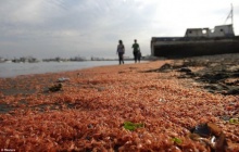 กุ้ง-ปูเกยตื้นตายเกลื่อนหาดชิลีนับแสนตัว ปชช.เชื่อผลจากโรงไฟฟ้า