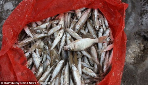 จีนหนาวจัด ปลาแข็งตายกลายเป็นน้ำแข็ง 