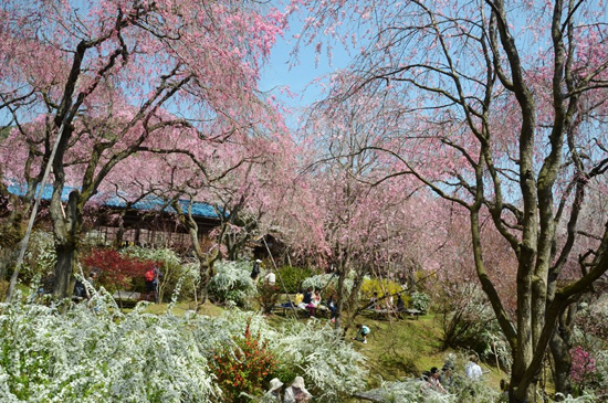  ฮาราทานิ-เอน สวนดอกไม้ในนิทานแห่งเกียวโต