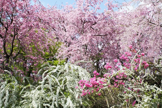  ฮาราทานิ-เอน สวนดอกไม้ในนิทานแห่งเกียวโต