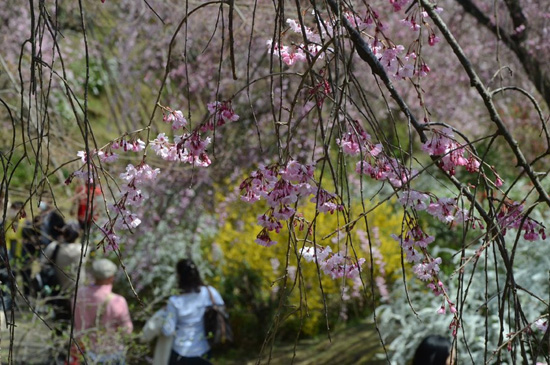  ฮาราทานิ-เอน สวนดอกไม้ในนิทานแห่งเกียวโต