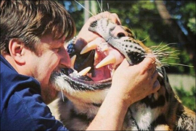 ทำได้ไง หนุ่มบราซิลฝึกเสือโคร่งเชื่องเป็นแมว