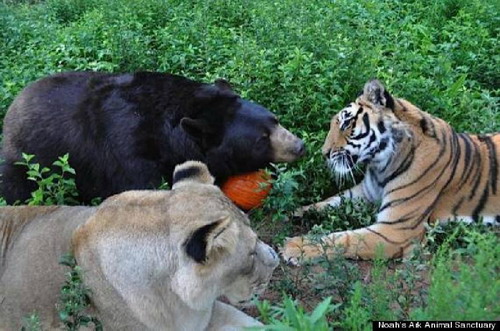 เสือ หมี สิงโต เพื่อนรักต่างพันธุ์