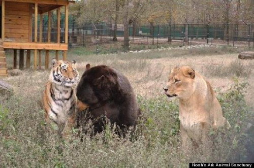 เสือ หมี สิงโต เพื่อนรักต่างพันธุ์