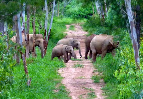 เที่ยวป่า ส่องสัตว์ธรรมชาติ กับ 7 อุทยานเมืองไทย