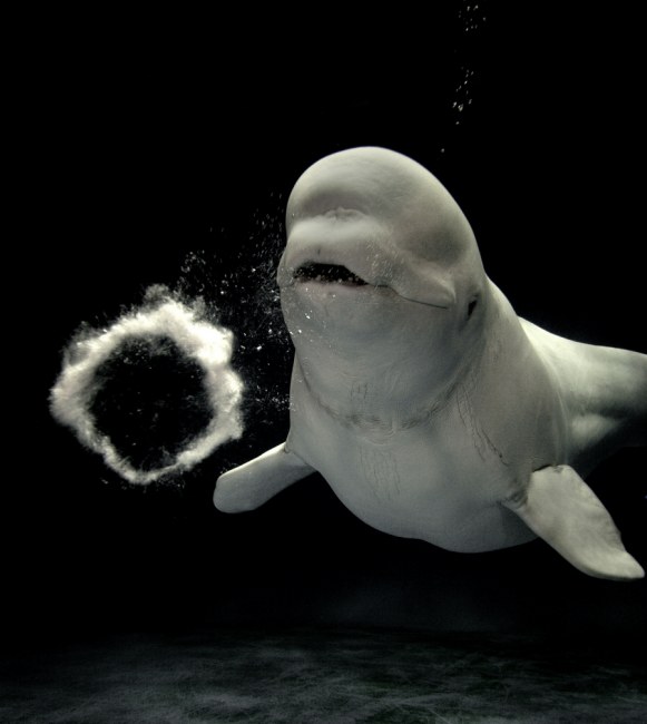 น่ารัก...วาฬเบลูกาเล่นสนุก พ่นฟองน้ำเป็นวงแหวน