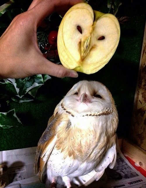 นกฮูกกับแอปเปิ้ล