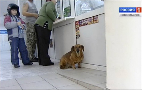 เรื่องราวแสนเศร้า ของ Masha สุนัขผู้ซื่อสัตย์นั่งเฝ้ารอเจ้านายที่เสียชีวิตไปนานนับปี