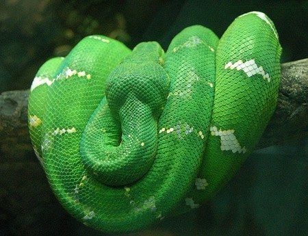 งูเหลือมต้นไม้สีเขียวมรกต (Emerald Tree Boa)