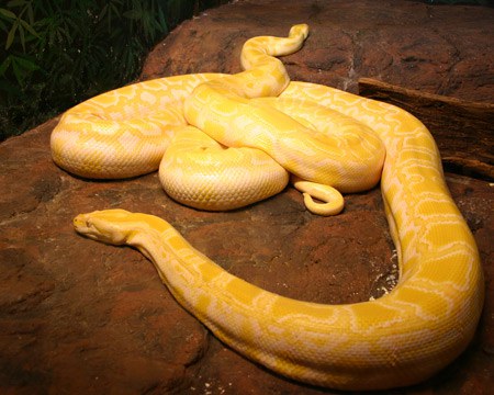 งูเหลือมเผือกพม่า (Albino Burmese Pythons)